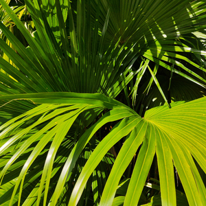 亚洲一级婬片A片AAA毛片
